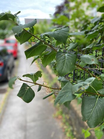 So wie hier ragen an vielen stellen Äste auf den Gehweg.