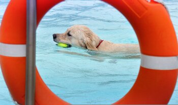 Am letzten Septemberwochenende dürfen Hunde nach Herzenslust im Freibad schwimmen, toben und planschen.