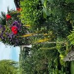 Wildgarten