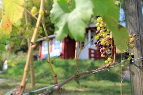 Weinberg in Neuenrade