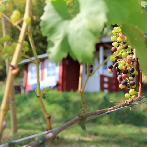 Weinberg